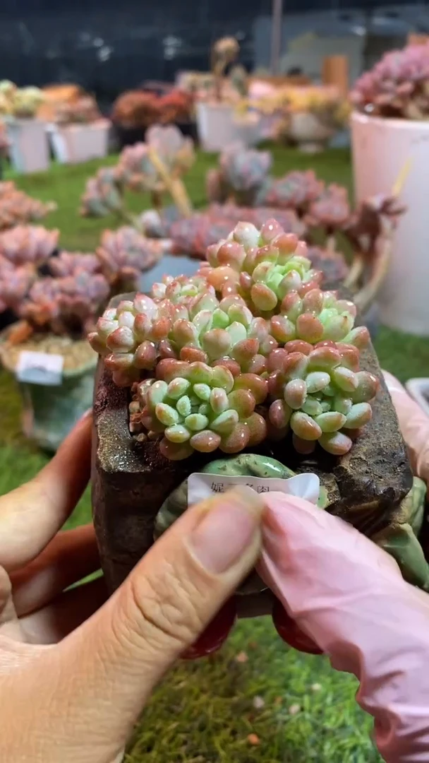 【闪购商品】0650