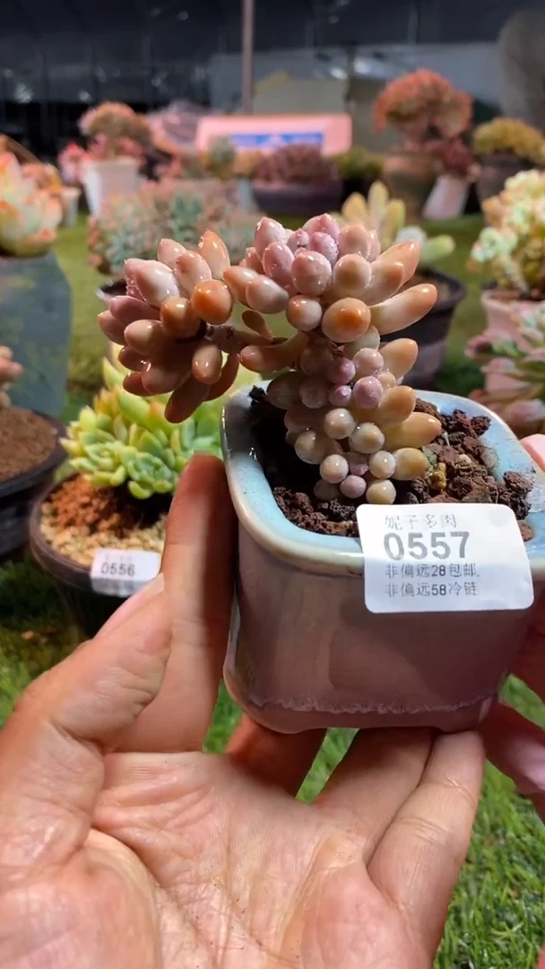 【闪购商品】0557