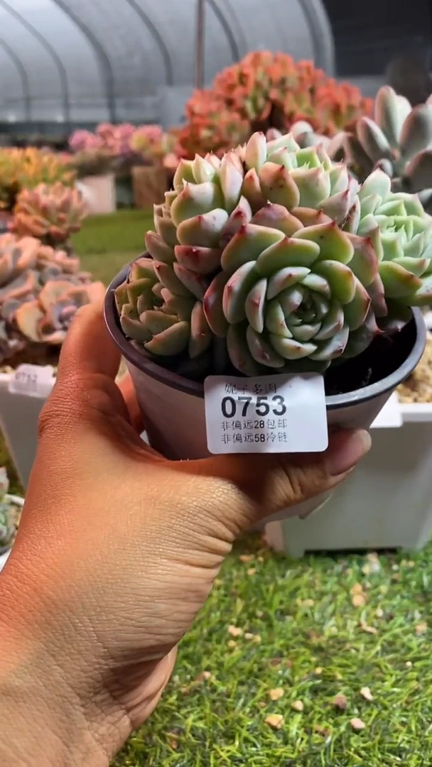 【闪购商品】0753