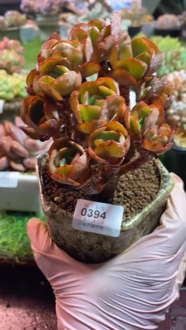 【闪购商品】0394