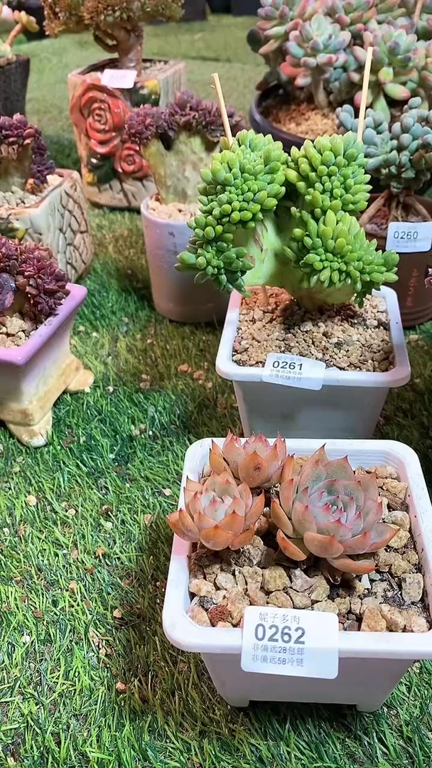 【闪购商品】0262