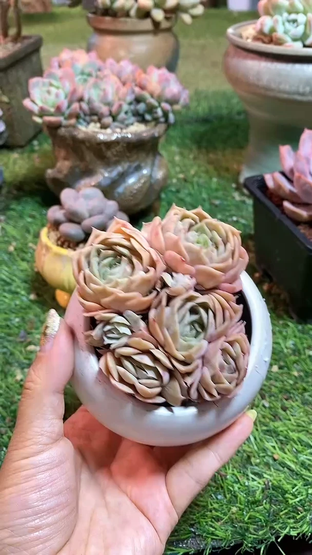 【闪购商品】0208