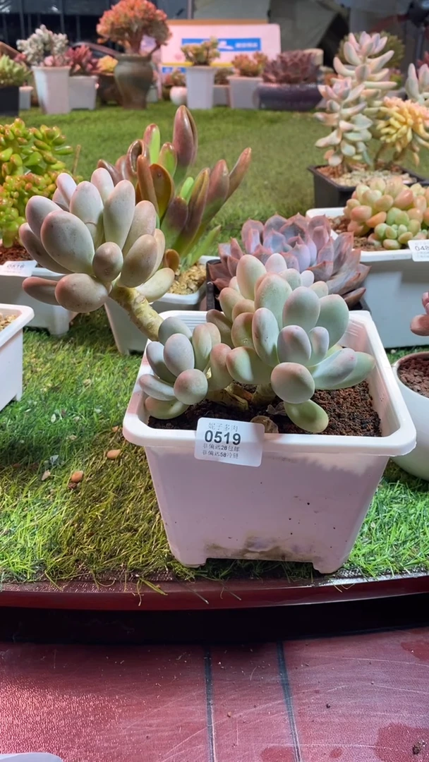 【闪购商品】0519