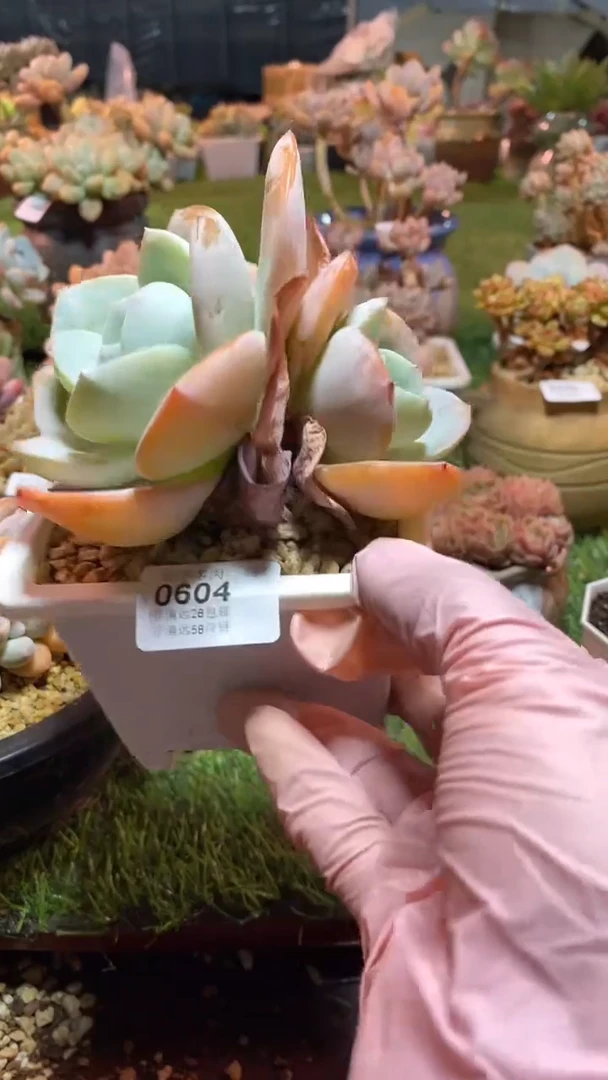 【闪购商品】0604