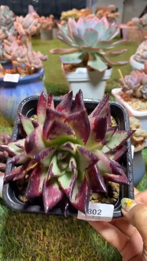 【闪购商品】0802