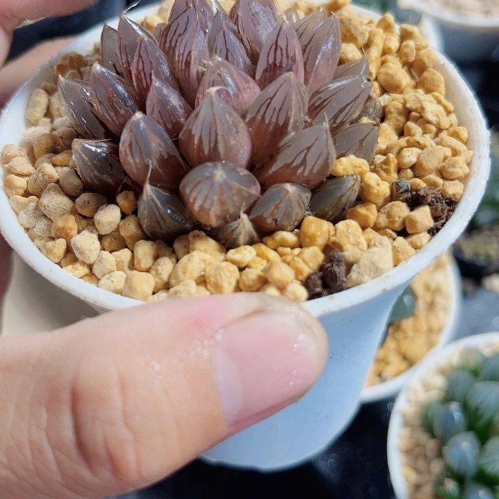 实生玉露新手好养