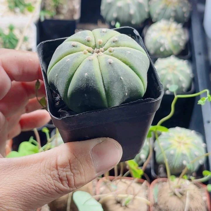 星兜锦新手好养系列