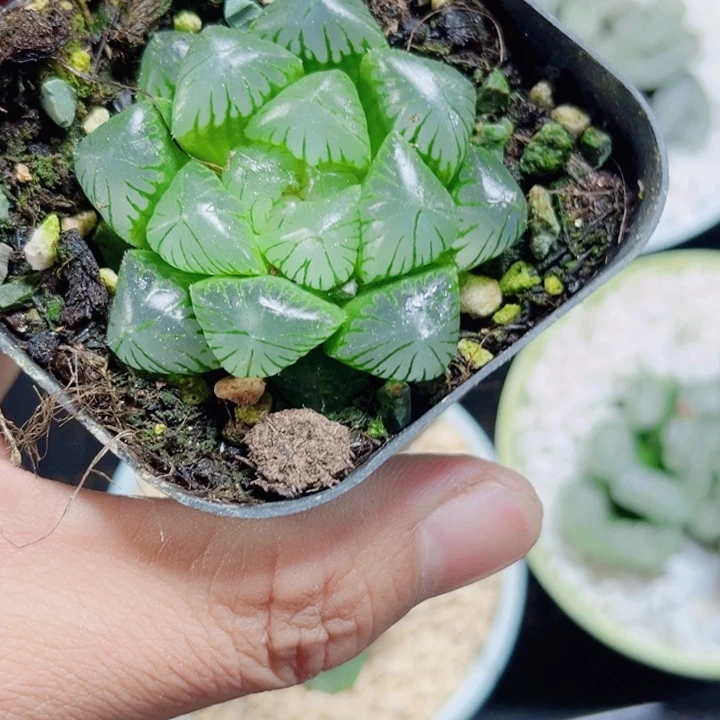 翡翠冰灯新手好养