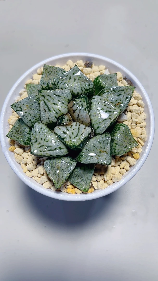 潘多拉魔盒多肉植物