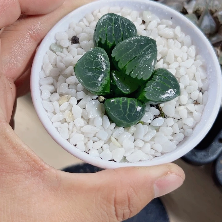 水晶葡萄克新手好养