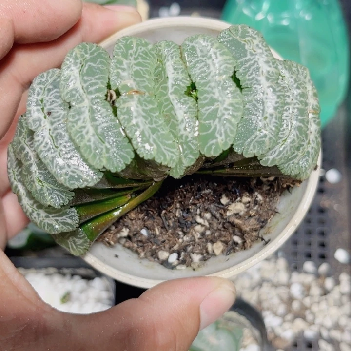 虞姬玉扇新手好养