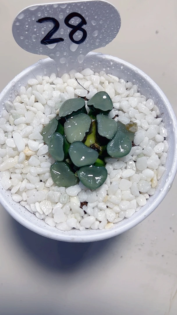 空门万象 【多肉植物】