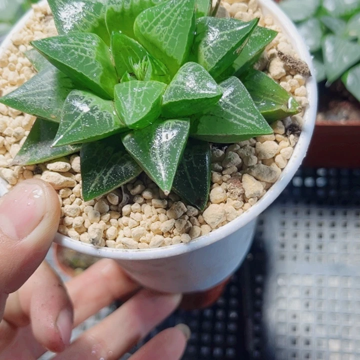 母本绿蛙寿新手好养