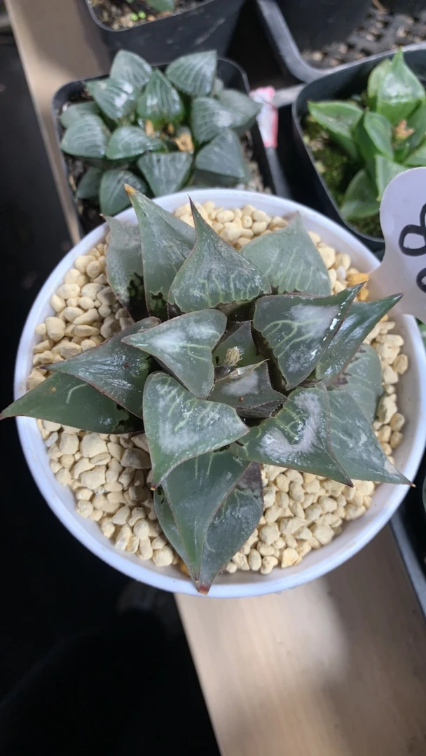 酒吞童子寿【多肉植物】新手好养