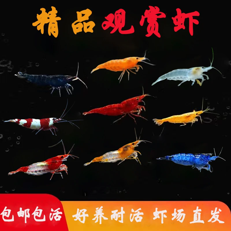 除藻七彩观赏虾黑壳虾好养耐活米虾冷水虾鱼缸饲料观赏鱼淡水宠物