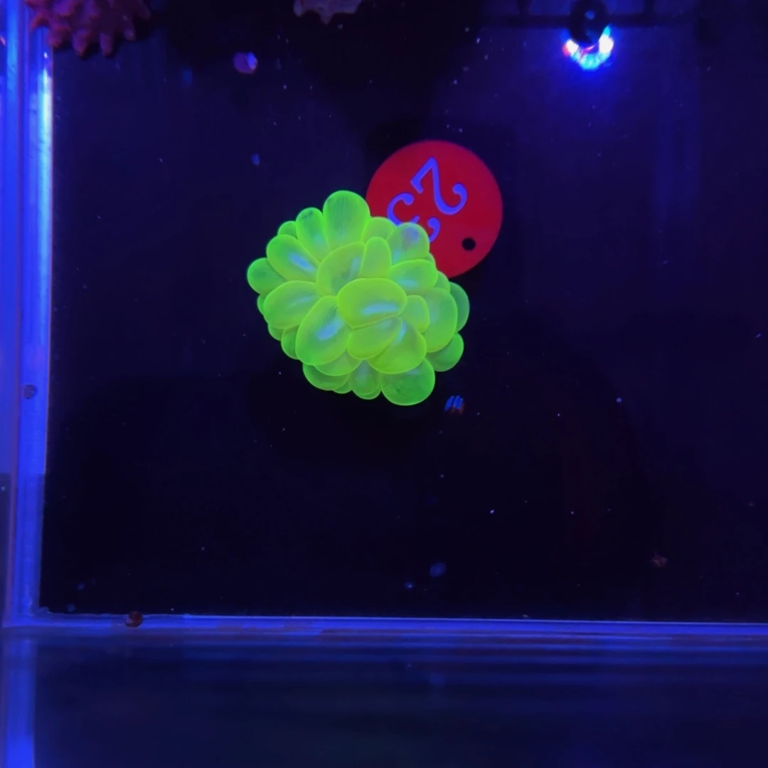 万鱼来朝海水观赏