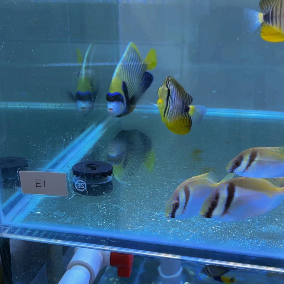 万鱼来朝海水观赏