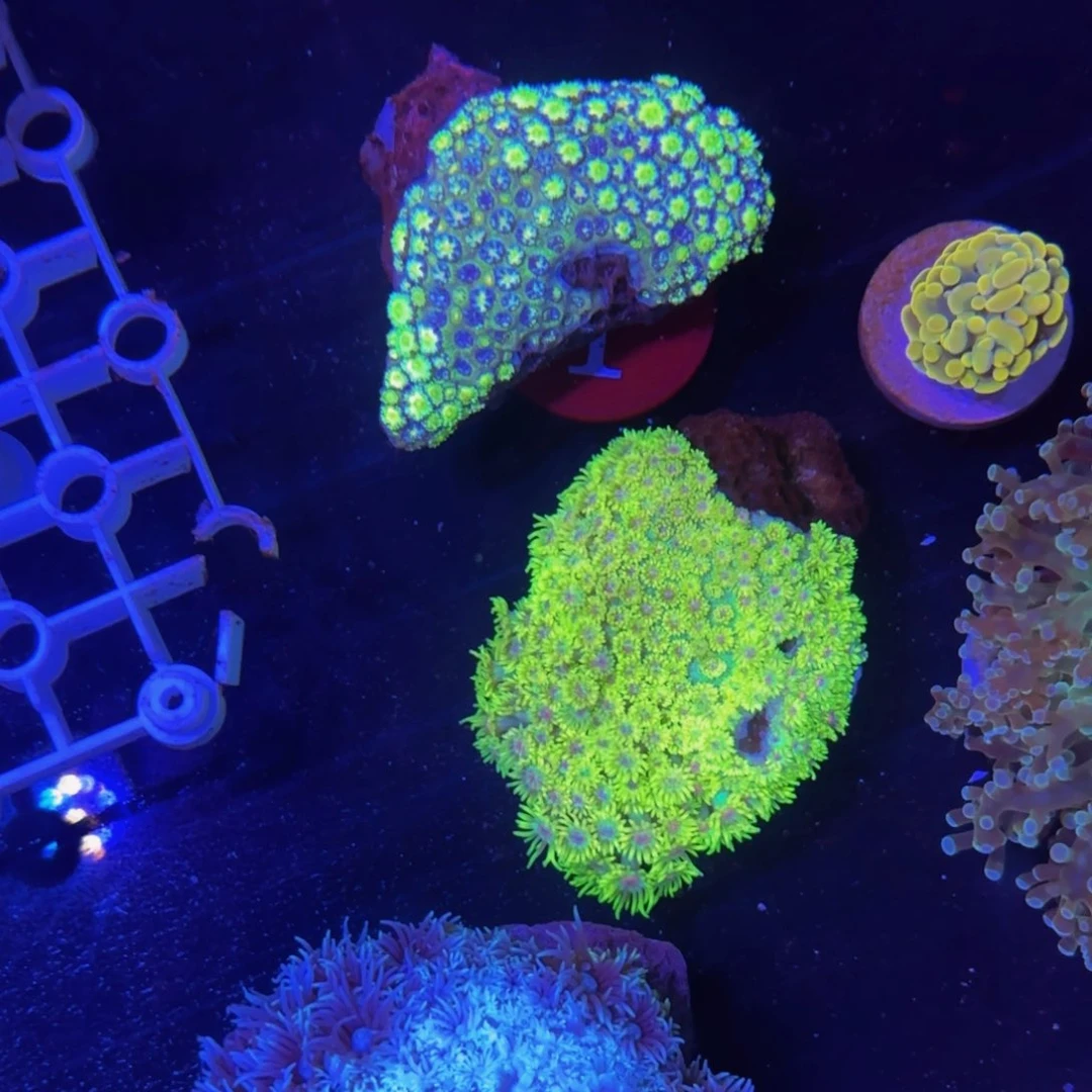 万鱼来朝海水观赏