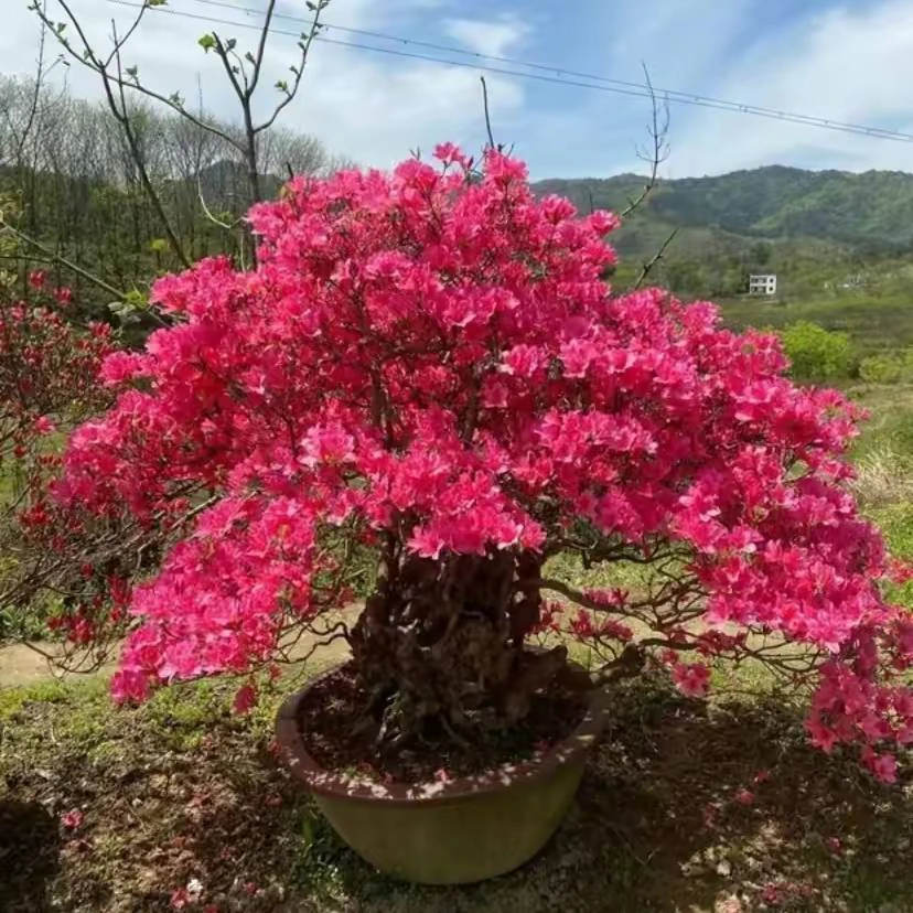 大别山先花后叶映山红，耐热耐寒，直播链接