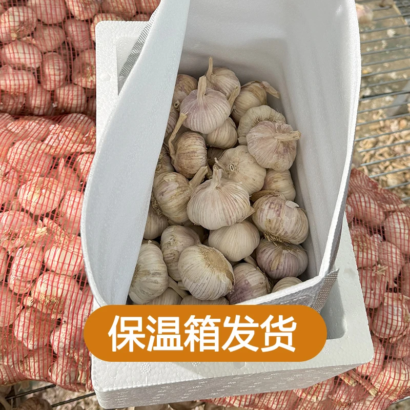 【保温箱发货】5斤新干蒜农家蒜可吃可种