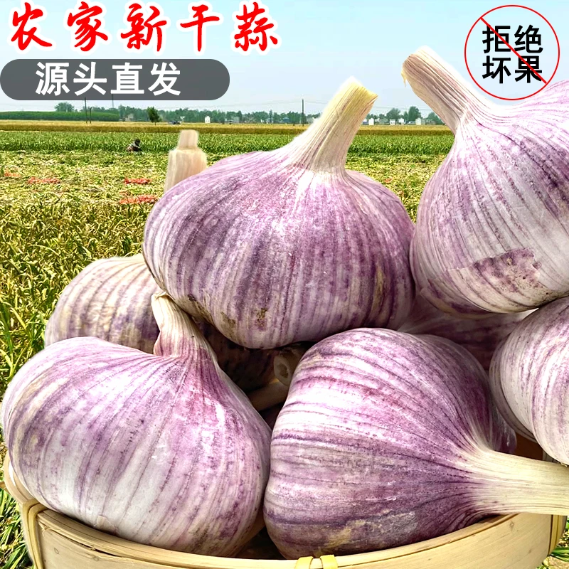 【农家土蒜】5斤新干蒜农家自种大蒜可种紫白皮干大蒜头蒜1斤3斤9斤