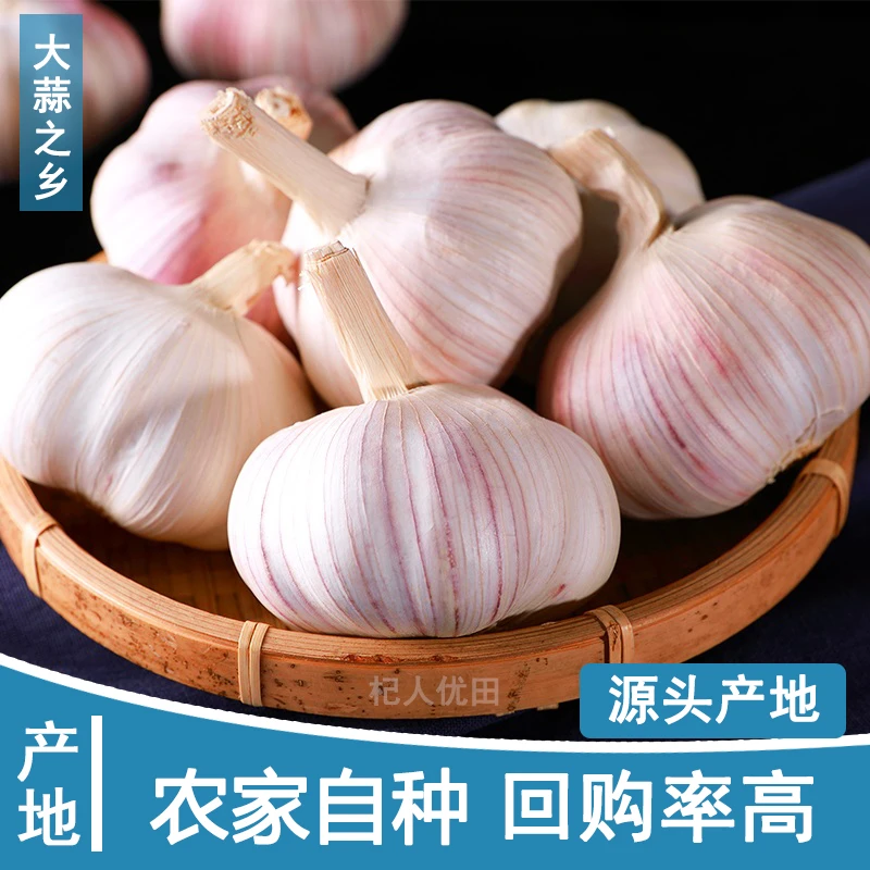 【新粉浮力】5斤农家蒜新干蒜可种产地直发大蒜头大蒜1斤2斤3斤9斤