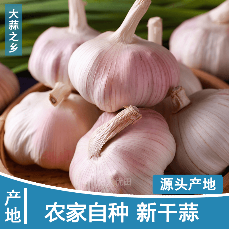 【保温发货】5斤新干蒜2023年农家大蒜农家自种大蒜头新干大蒜