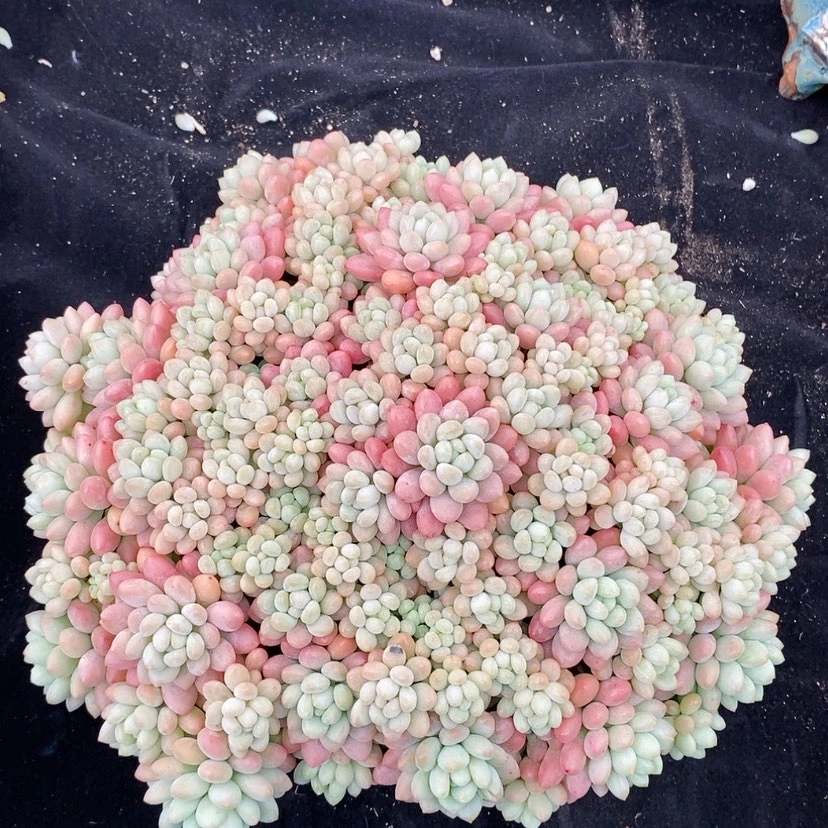 【闪购商品】多肉植物