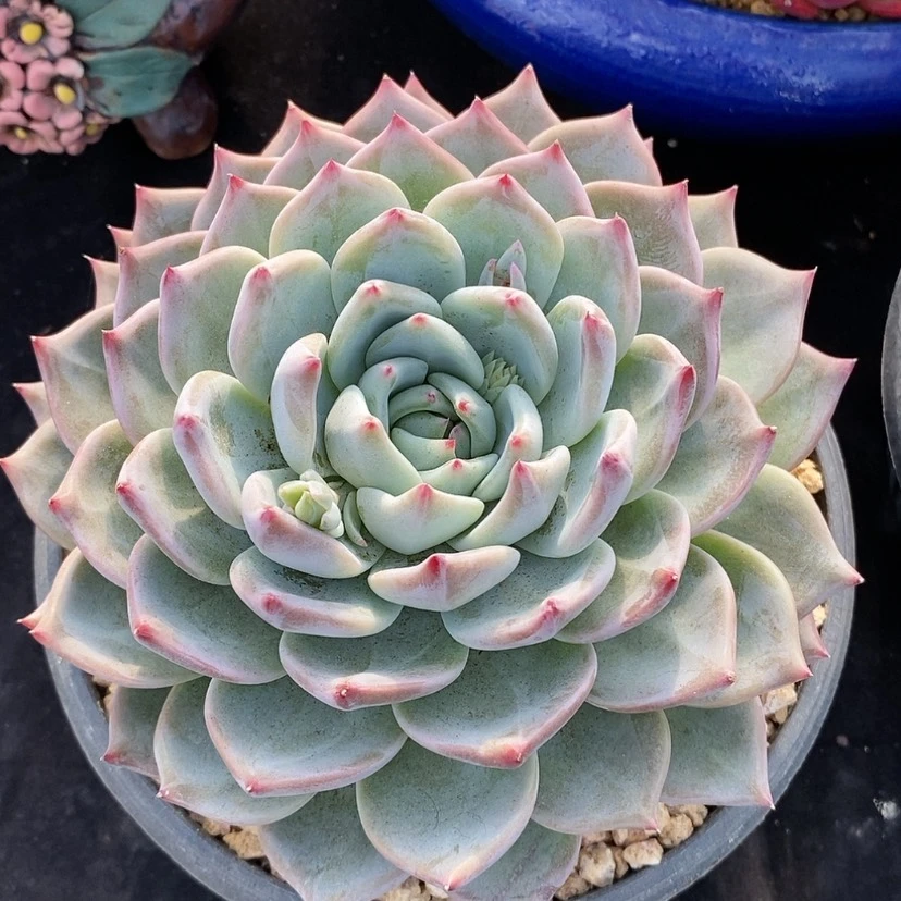 【闪购商品】多肉植物