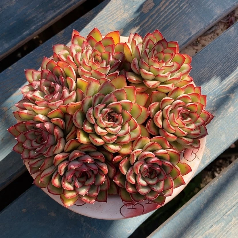 【闪购商品】多肉植物
