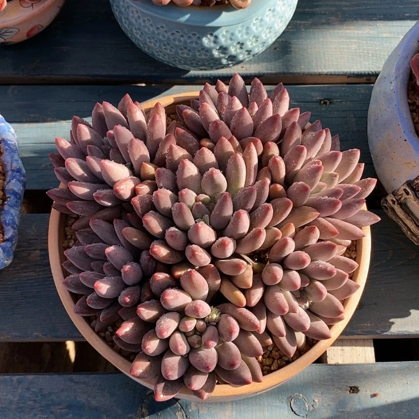 【闪购商品】多肉植物