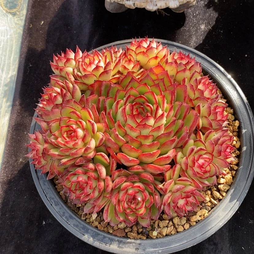 【闪购商品】多肉植物