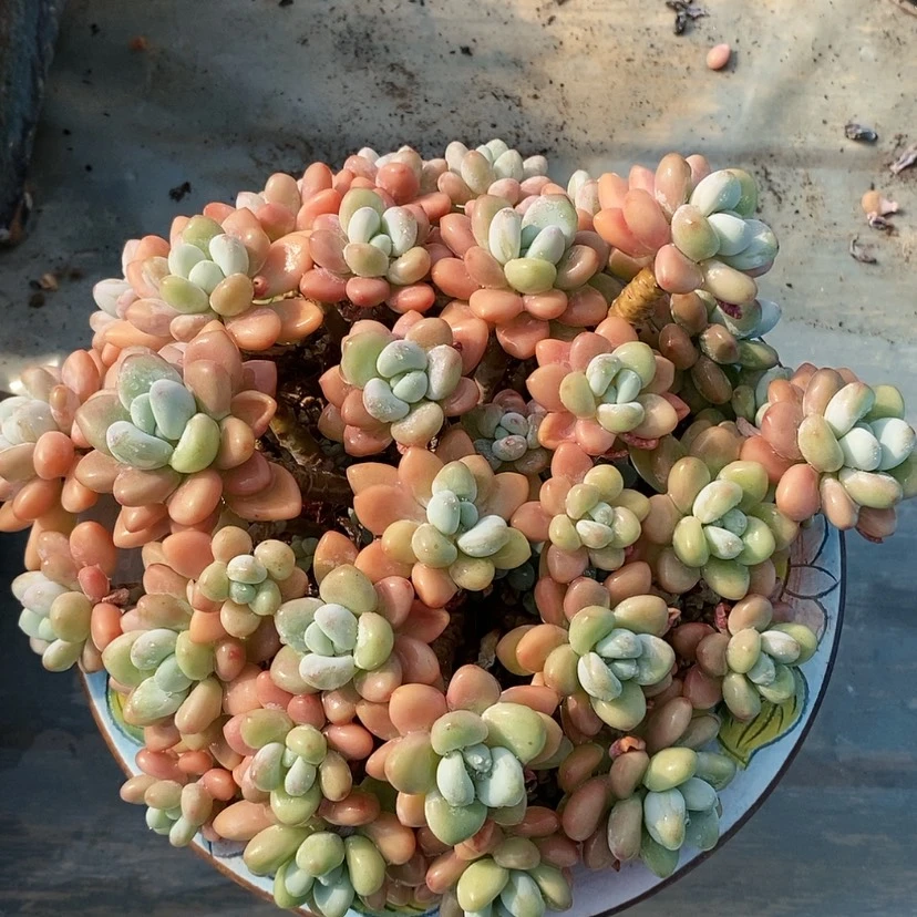 【闪购商品】多肉植物
