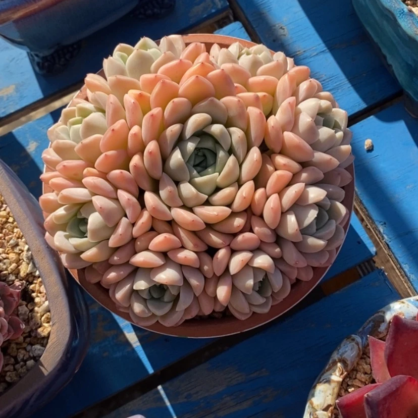 【闪购商品】多肉植物