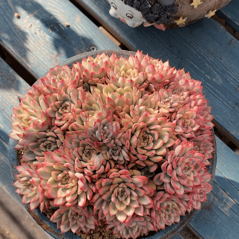 【闪购商品】多肉植物