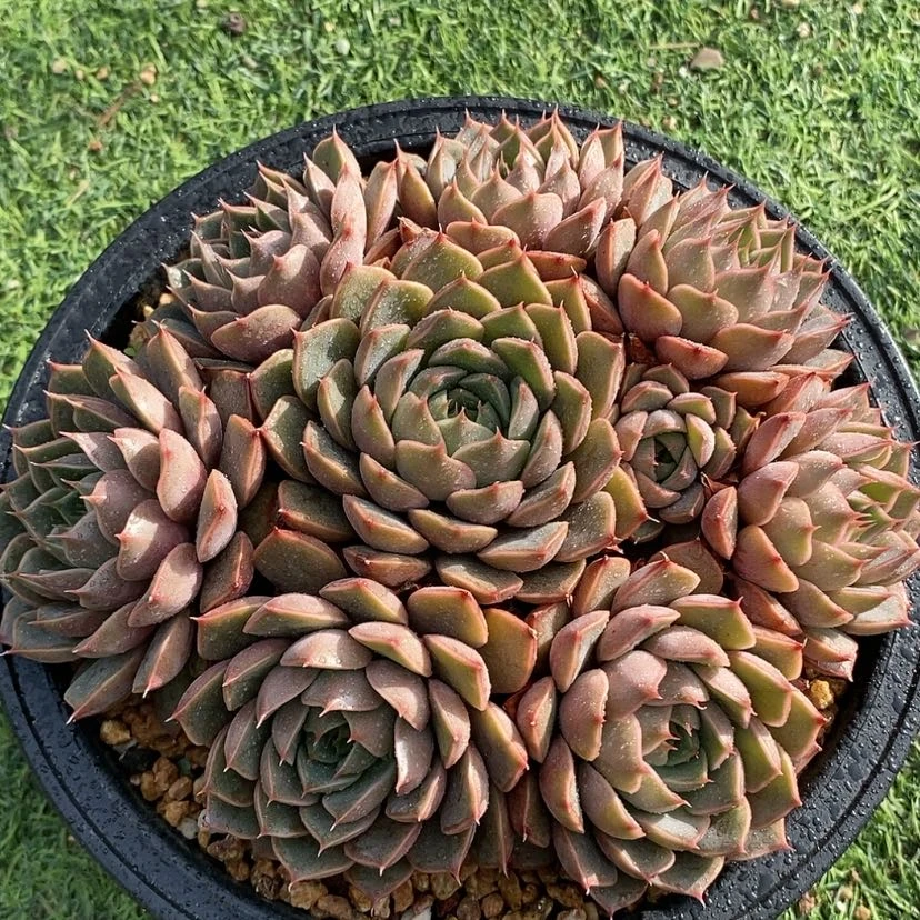 【闪购商品】多肉植物