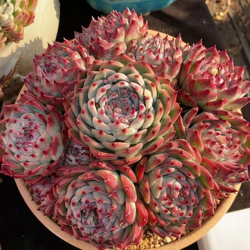 【闪购商品】多肉植物