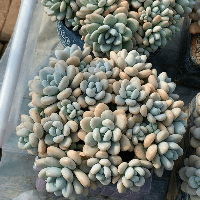【闪购商品】多肉植物