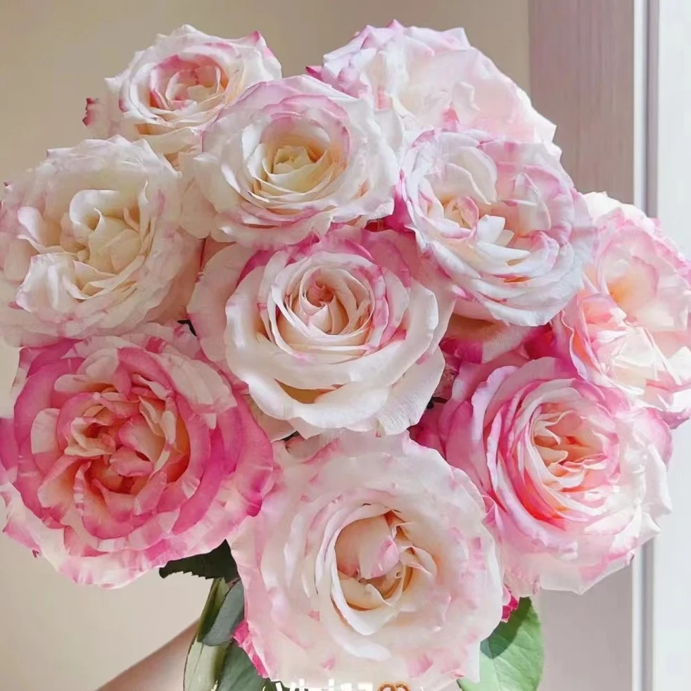 【新疆包邮】霓裳玫瑰花10枝+花瓶