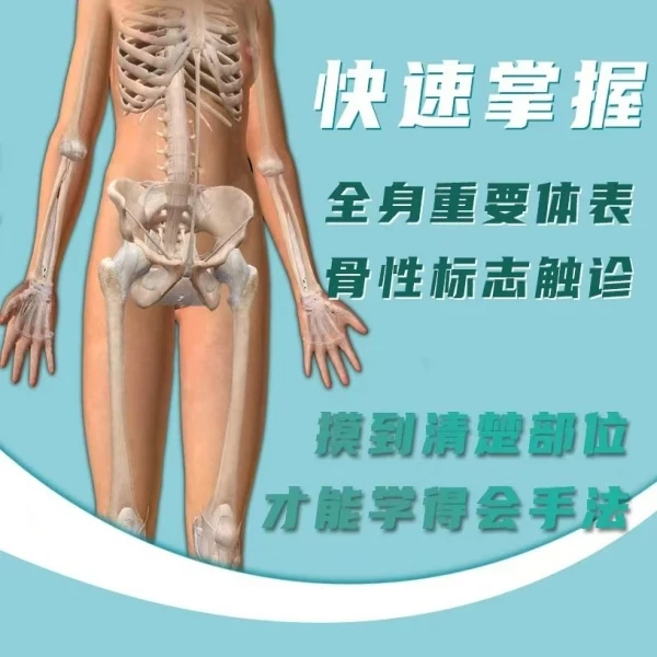 体表标志快速定位 摸骨术（T）