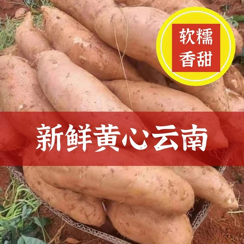 云南高山红薯高原黄金蜜薯糖心小香薯板栗番薯黄心地瓜