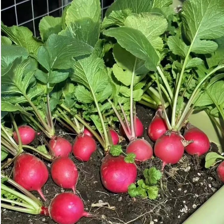 湖北农家自种红萝卜