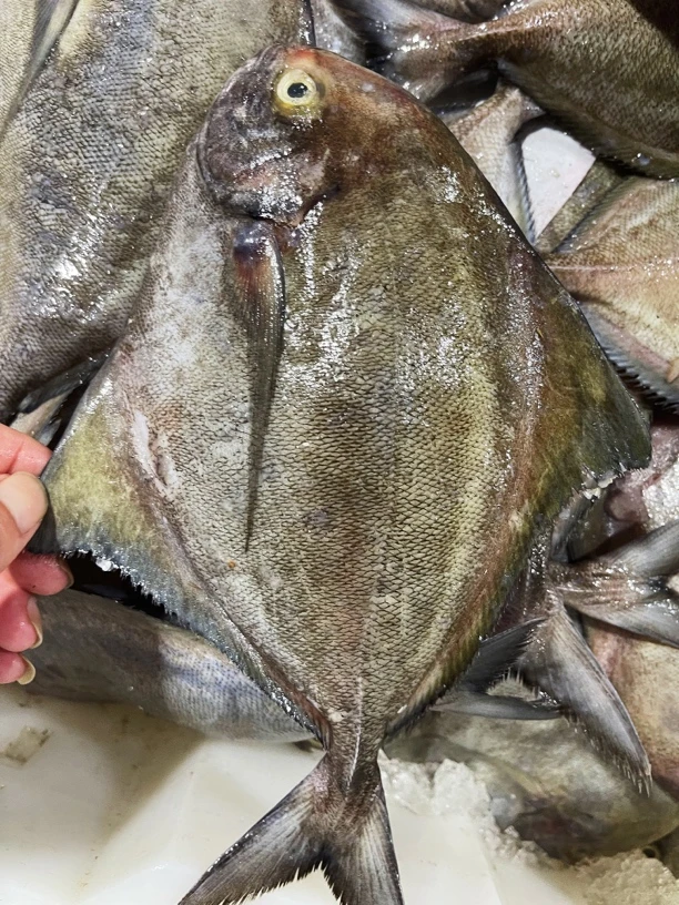 广东汕尾港野生海捕乌鲳鱼