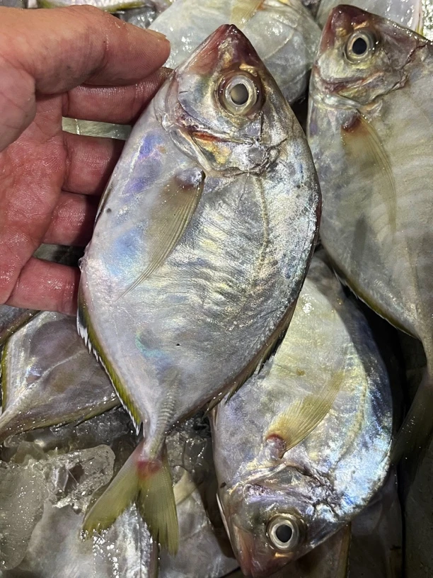 汕尾海捕野生油织鱼