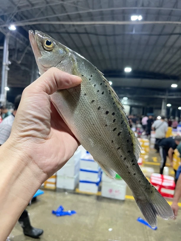 广东 汕尾本港野生海鲈鱼
