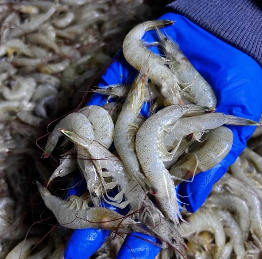 大连发货   野生白银虾（容易掉头）4斤起  剥虾仁出肉率高