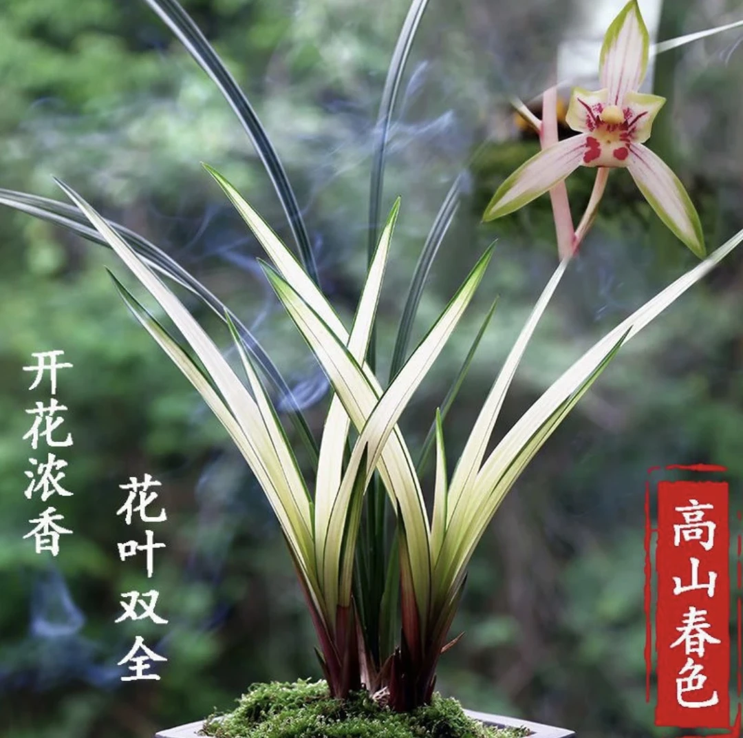 〖高山春色〗建兰高山春色四季兰浓香兰花苗。裸根发货。