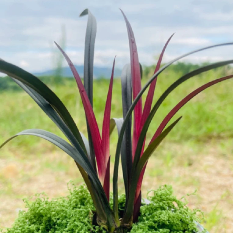 网红草细叶红草红荷浓香型兰花阳台室内盆栽花卉，原盆原土发货