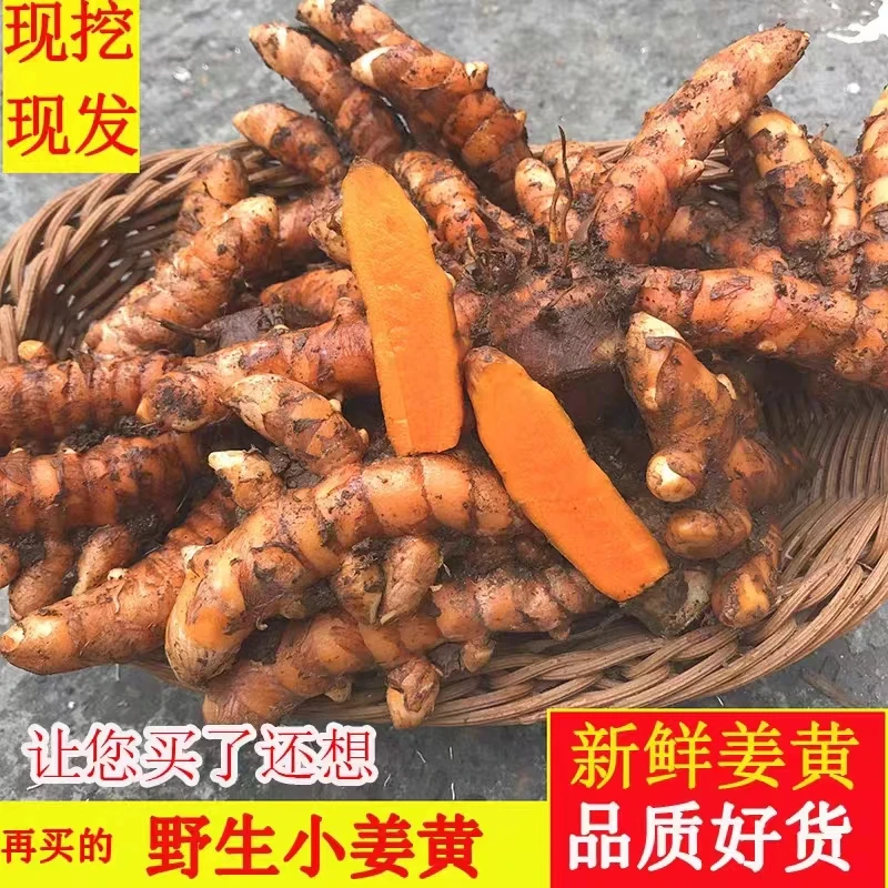 云南野生小姜黄种球新鲜现挖月子姜栽培四季好看浓郁种植小时采摘