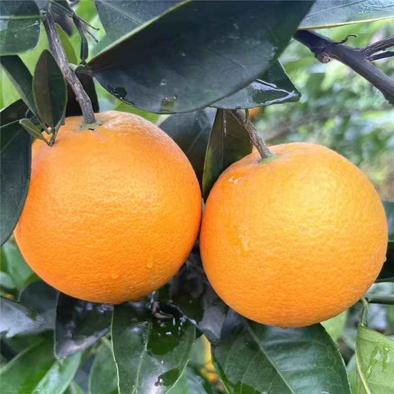 赣南早脐橙带叶发货